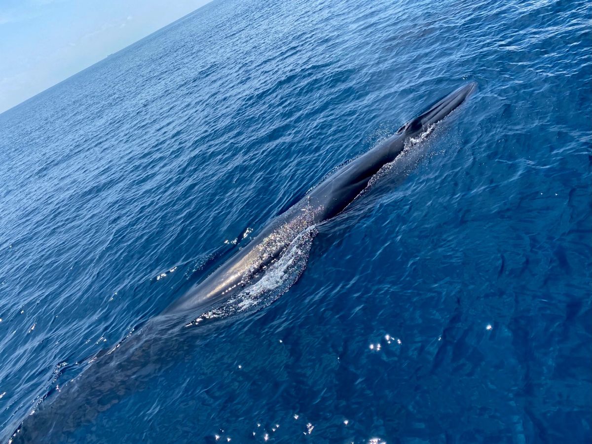 大方ホエールウォッチングでニタリクジラを見ました。２回も見つけられて、珍し...