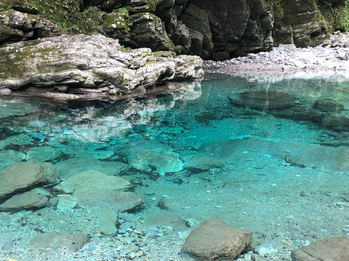 大方ホエールウォッチングでニタリクジラを見ました。２回も見つけられて、珍し...