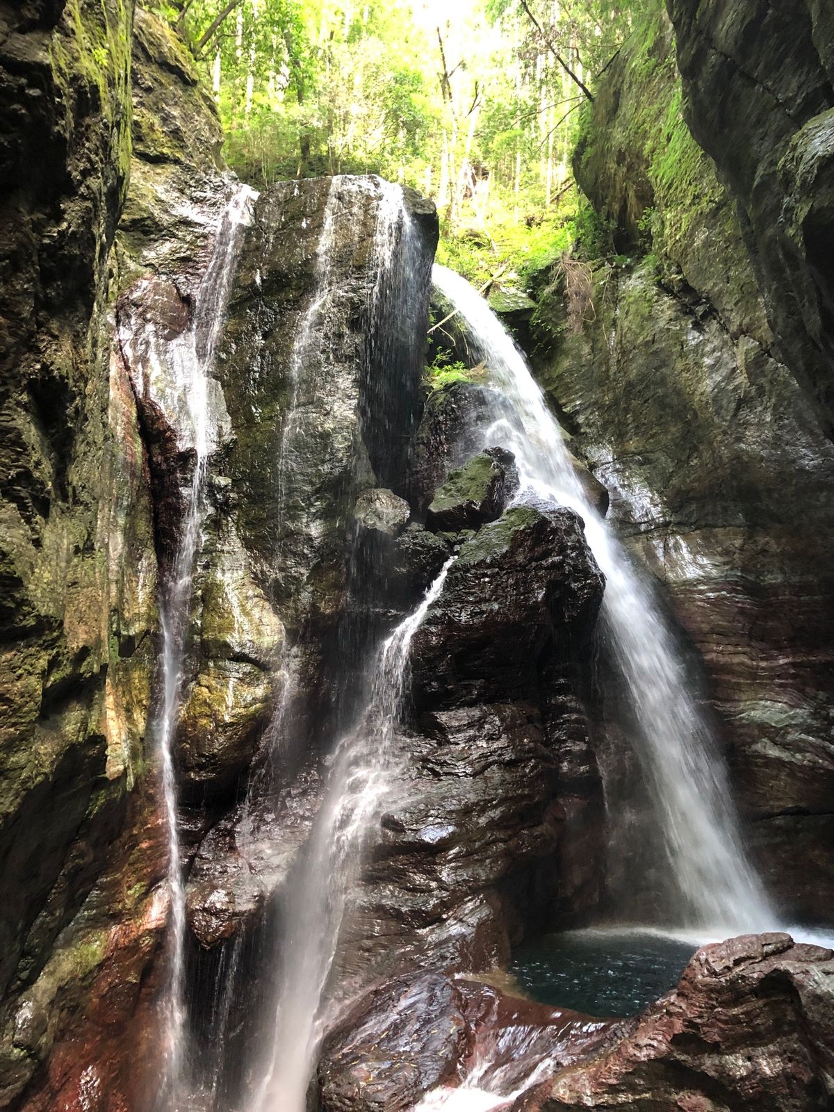 大方ホエールウォッチングでニタリクジラを見ました。２回も見つけられて、珍し...