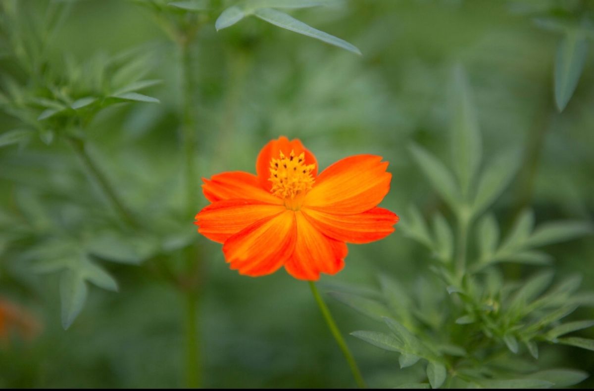 五箇山（世界遺産）
●相倉週楽
●相倉集落
●相倉集落の合掌造り
●咲いて...
