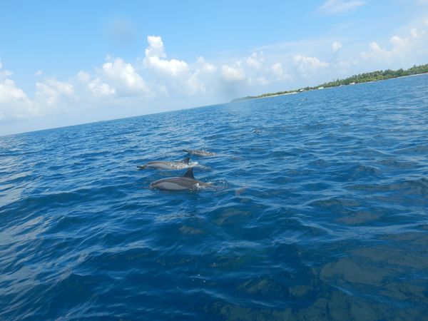 スリランカ「スリランカ 」の写真