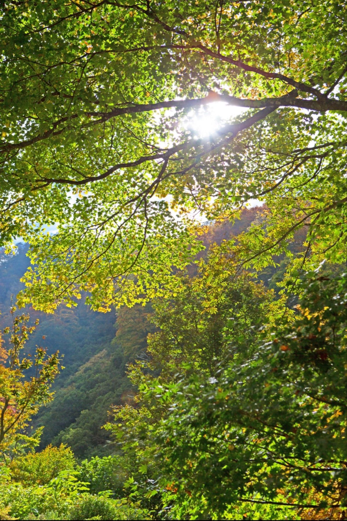 越後湯沢　アルプの里
●天空の鐘
●コキア
●木漏れ日
●タイセツトリカブ...