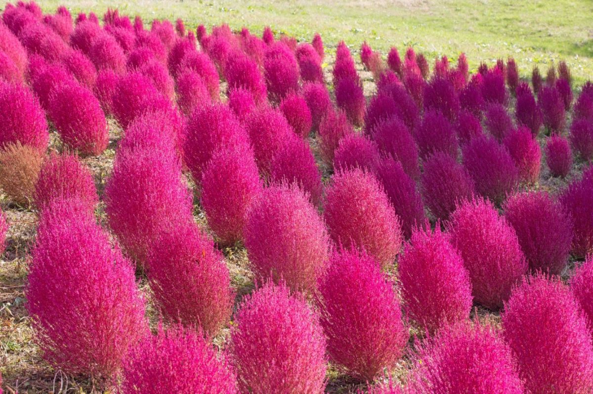越後湯沢　アルプの里
●天空の鐘
●コキア
●木漏れ日
●タイセツトリカブ...