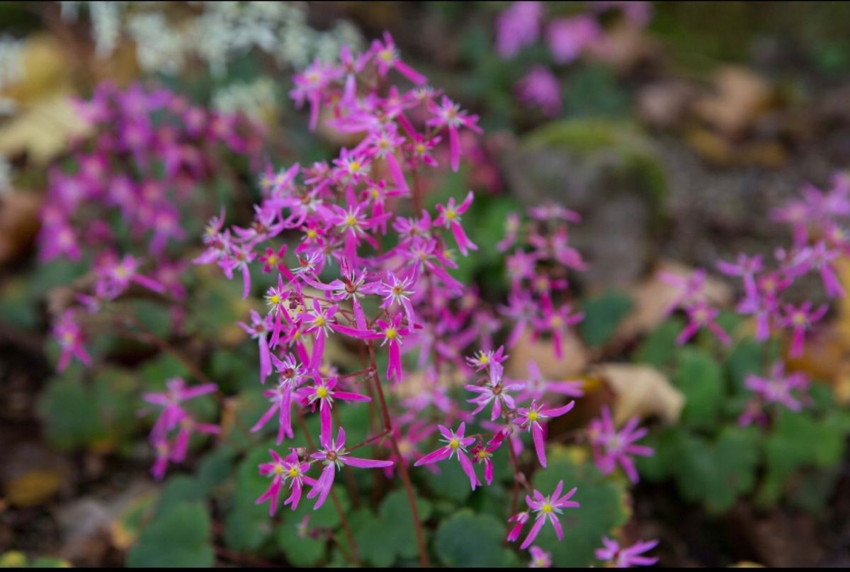 越後湯沢　アルプの里
●色づいた白樺
●イワシャジン
●ヤナギバヒマワリ
...