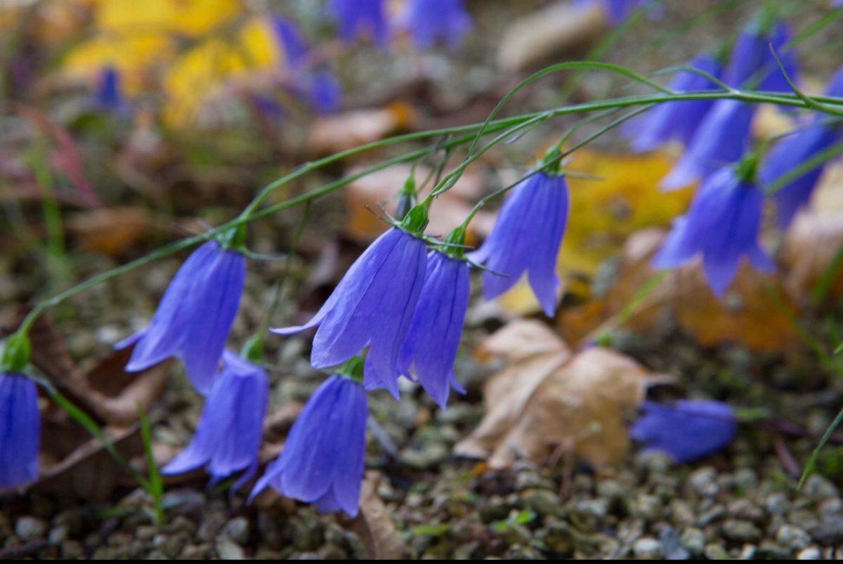 越後湯沢　アルプの里
●色づいた白樺
●イワシャジン
●ヤナギバヒマワリ
...
