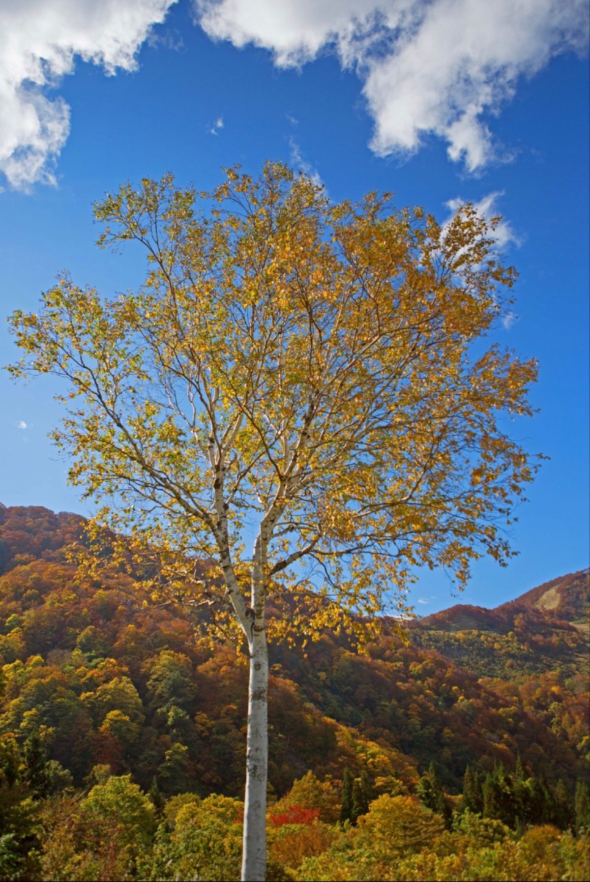 越後湯沢　アルプの里
●色づいた白樺
●イワシャジン
●ヤナギバヒマワリ
...