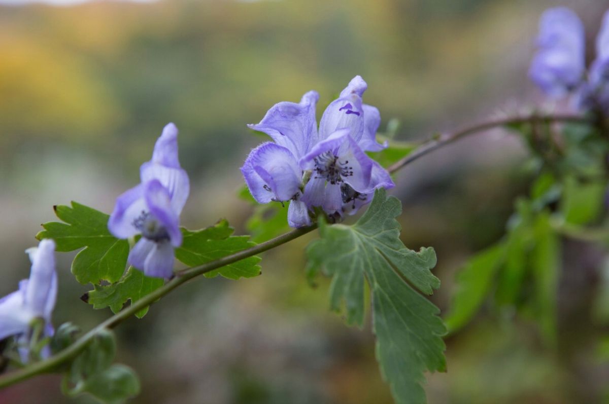 越後湯沢　アルプの里
●天空の鐘
●コキア
●木漏れ日
●タイセツトリカブ...