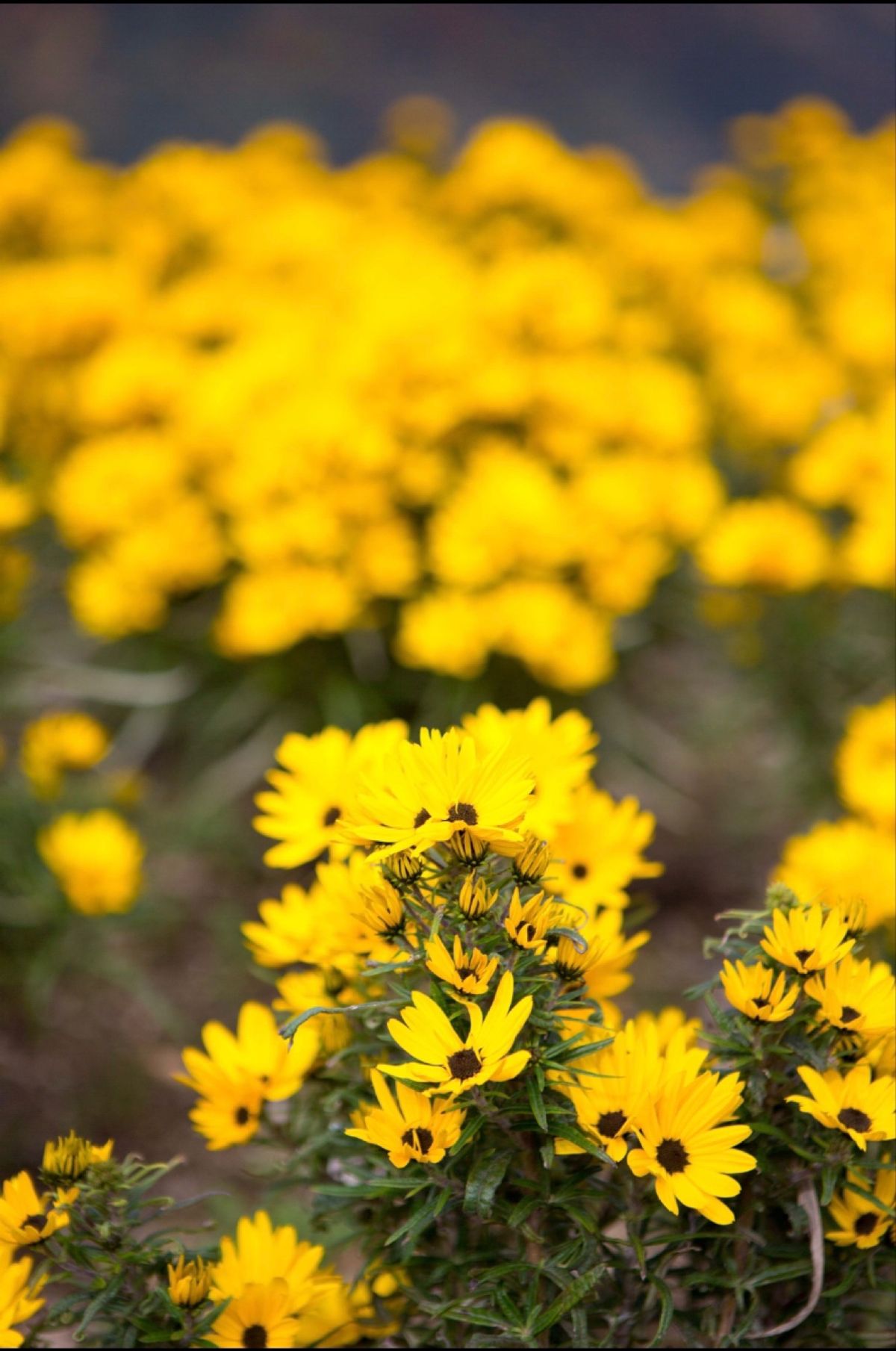 越後湯沢　アルプの里
●色づいた白樺
●イワシャジン
●ヤナギバヒマワリ
...