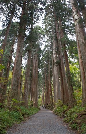 長野　戸隠
●随神門
●奥社参道杉並木
●戸隠神社　中社

今回もよく歩い...