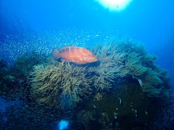 日本・沖縄「沖縄　座間味でダイビングの旅」の写真：座間味の海