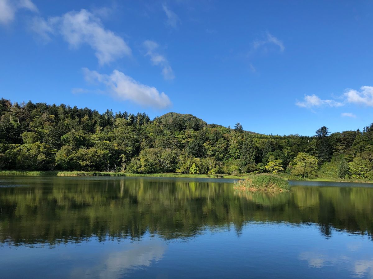 利尻島と稚内。稚内でフェリーを降りたとこで野生の鹿に会いました！