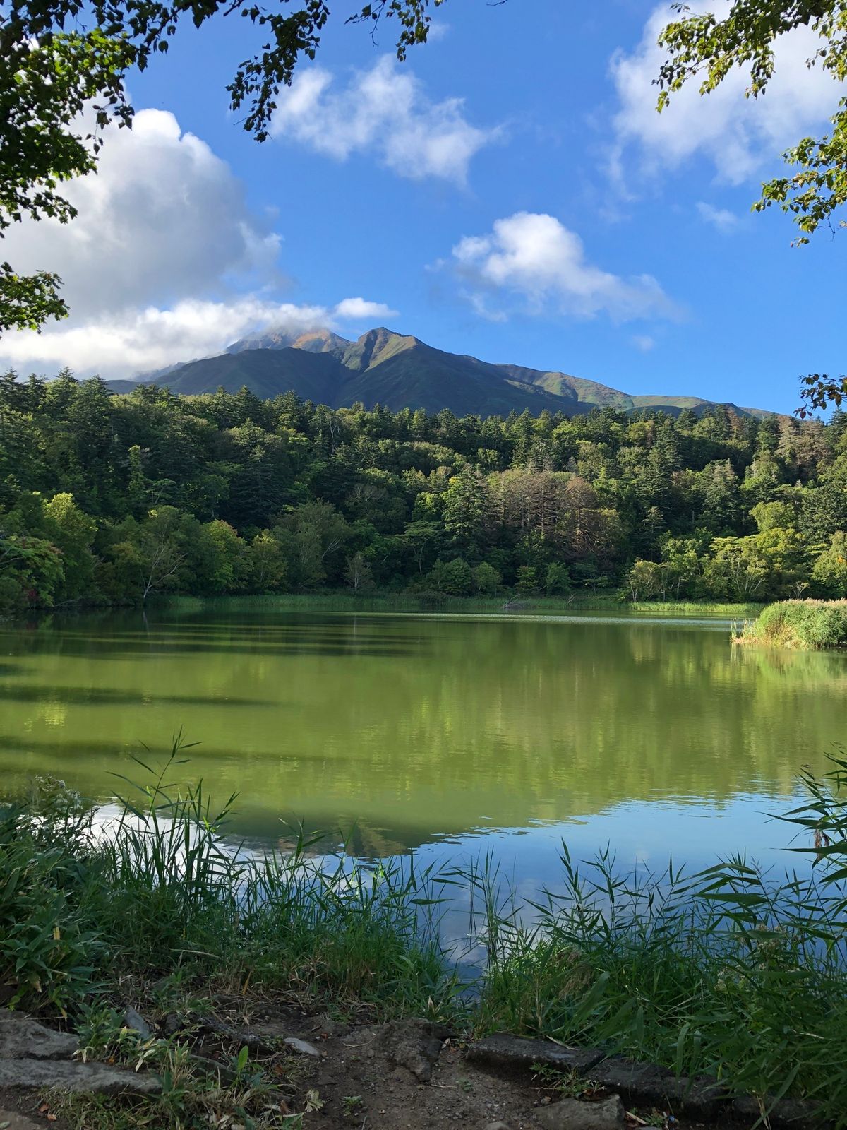 利尻島と稚内。稚内でフェリーを降りたとこで野生の鹿に会いました！