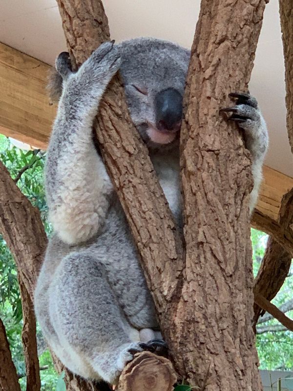 オーストラリア連邦・ブリスベン「ブリスベン」の写真