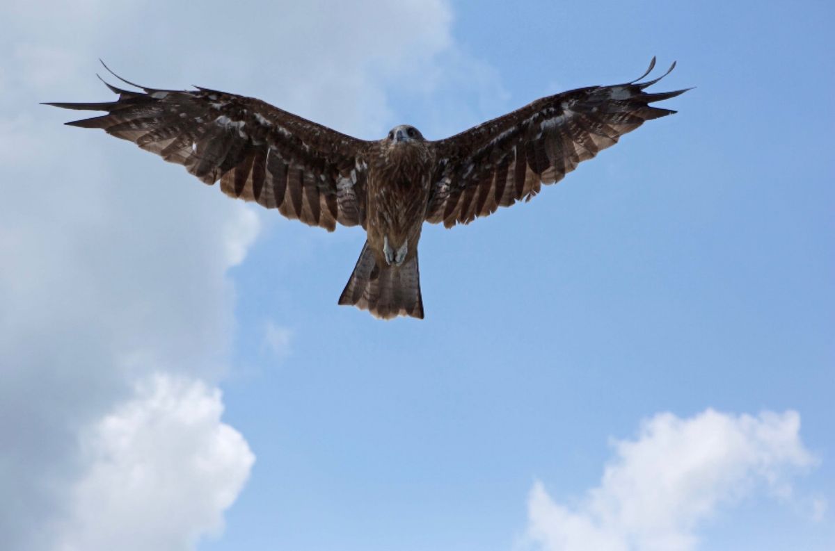 京都府与謝野軍
●伊根の船屋
●伊根の船屋
●伊根の空を悠々と飛ぶトンビ
...