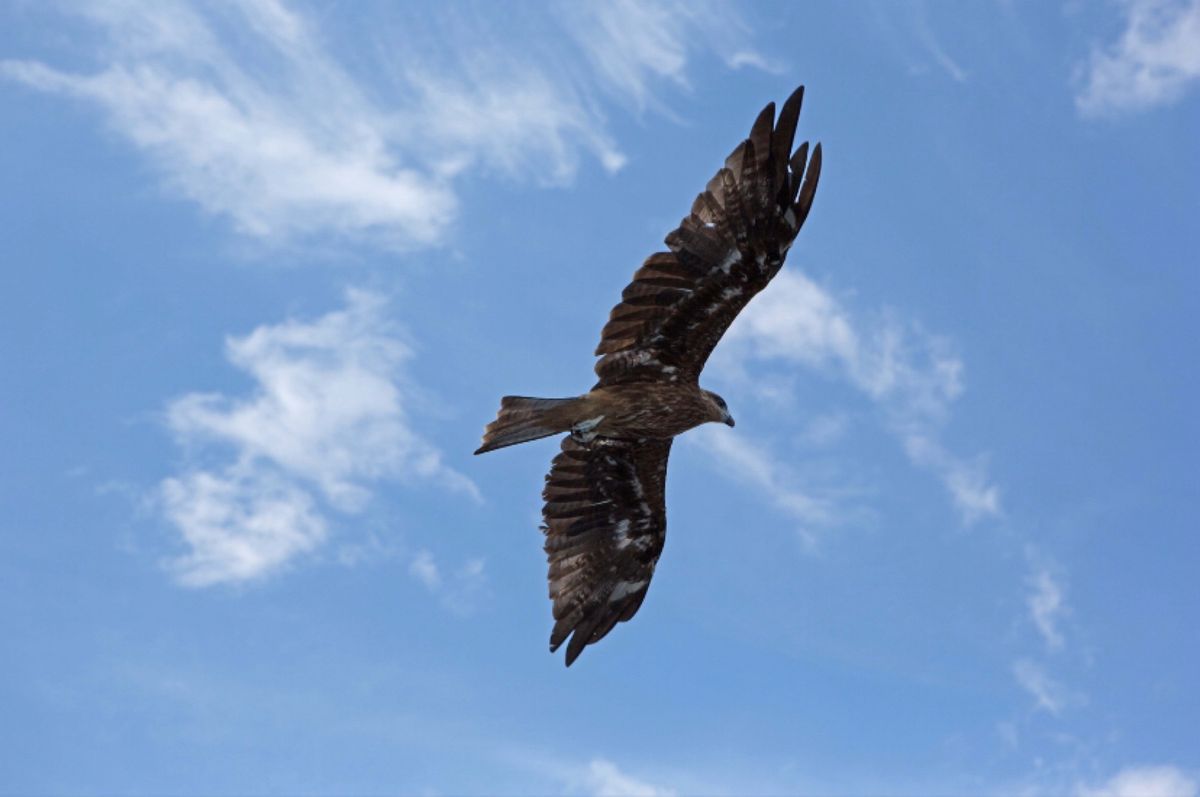 京都府与謝野軍
●伊根の船屋
●伊根の船屋
●伊根の空を悠々と飛ぶトンビ
...