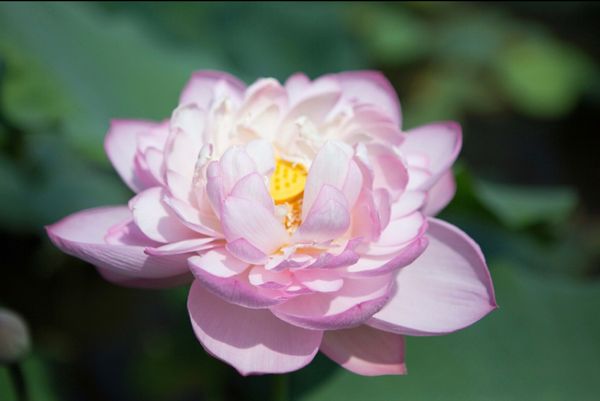 日本・滋賀県「古寺を訪ねて滋賀へ」の写真：滋賀県
●園城寺（三井寺）の蓮の花
●石...