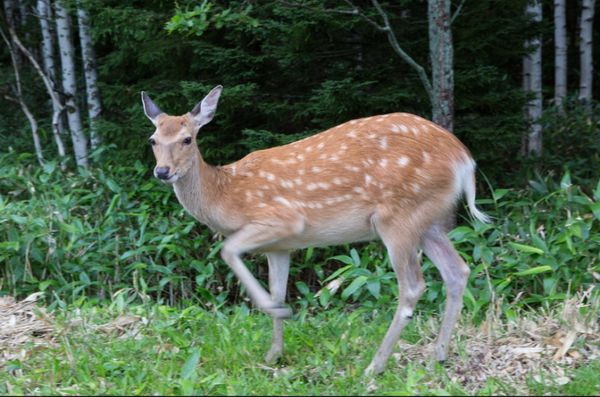 日本・北海道「世界遺産　知床の自然を満喫する旅」の写真：北海道
知床（世界遺産）
●野生のエゾシ...