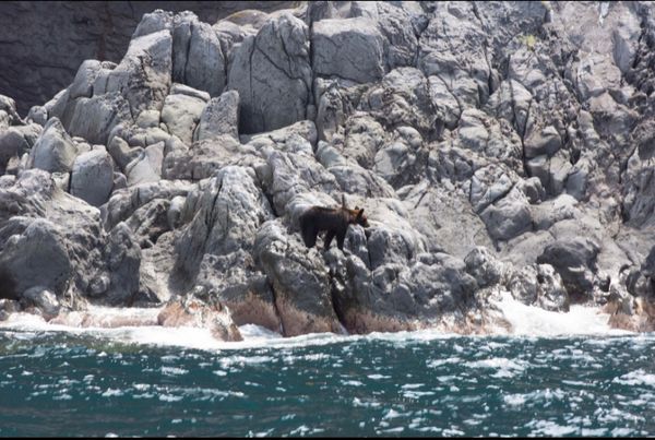 日本・北海道「世界遺産　知床の自然を満喫する旅」の写真：北海道
知床（世界遺産）
●ヒグマ
●鷹...