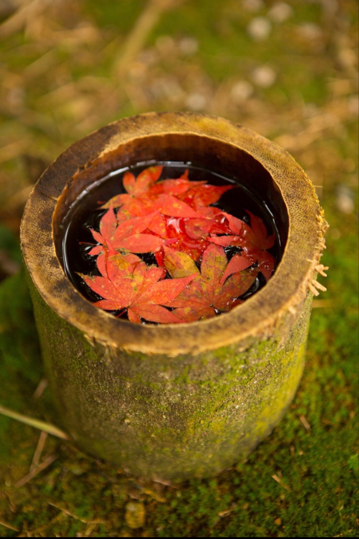 京都
●圓光寺　竹筒に浮かぶ紅葉
●圓光寺の庭園
●東寺のライトアップ（世...