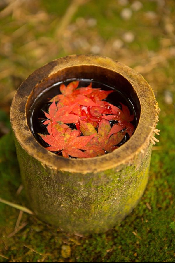 日本・京都府「紅葉を求めて日帰り京都」の写真：京都
●圓光寺　竹筒に浮かぶ紅葉
●圓光...