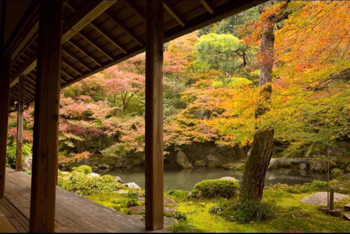 京都
●圓光寺　竹筒に浮かぶ紅葉
●圓光寺の庭園
●東寺のライトアップ（世...