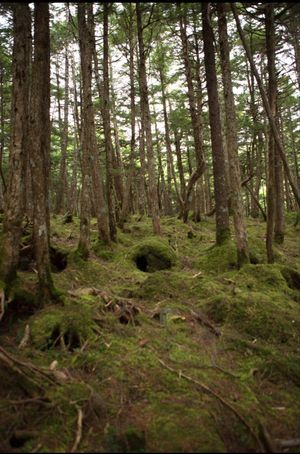 長野県蓼科
●御射鹿池を「緑響く」にできる限り似せて加工した写真
●「緑響...