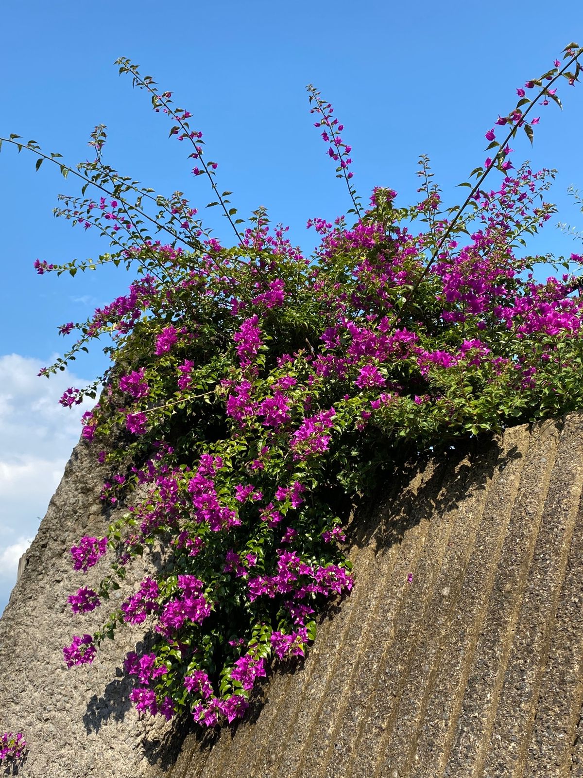 長崎　グラバー園
●グラバー園の看板
●明治時代の水道水共有栓
●グラバー...