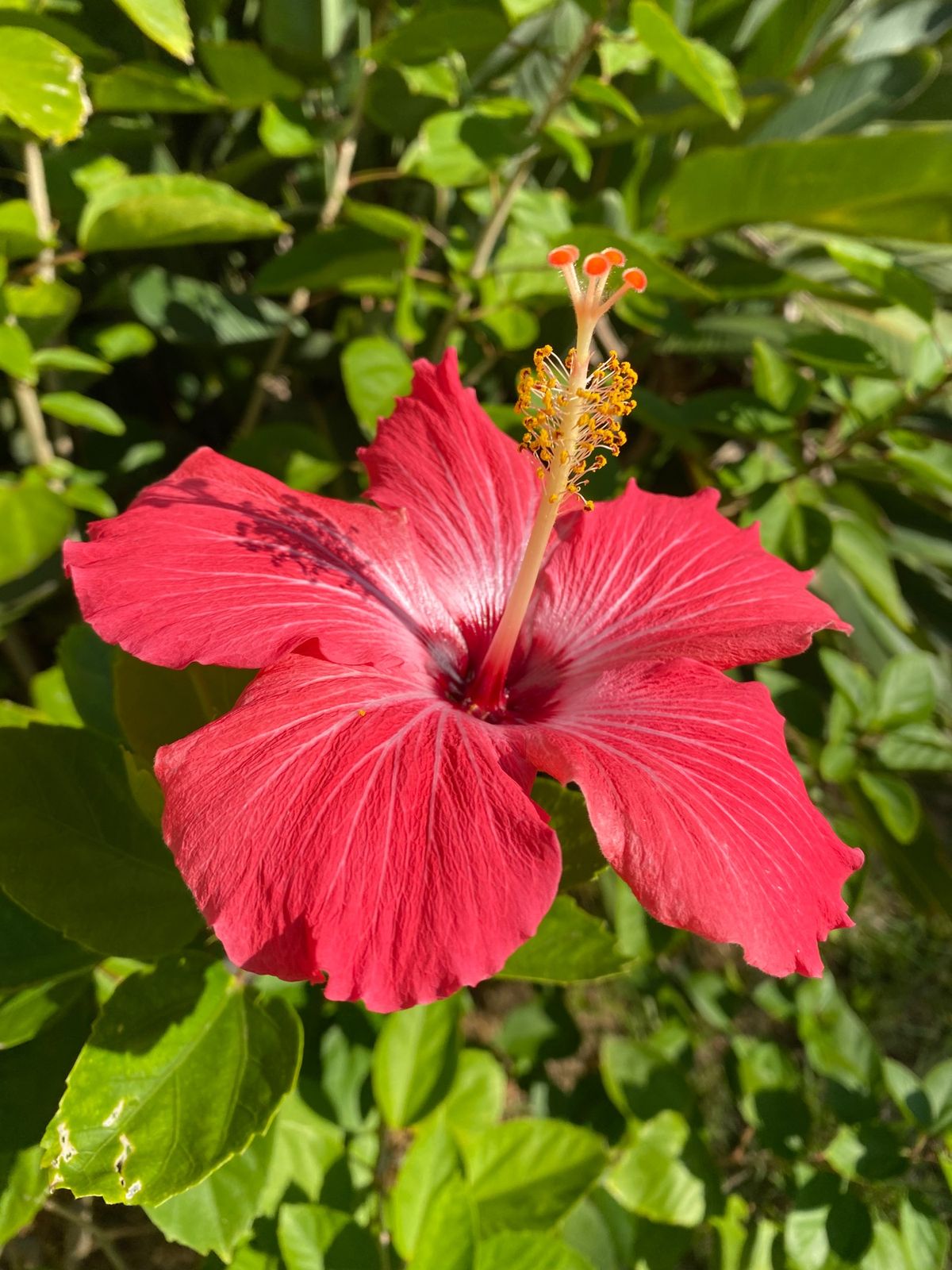 沖縄
●アリビラの部屋のベランダから見える海
●アリビラの部屋のベランダか...