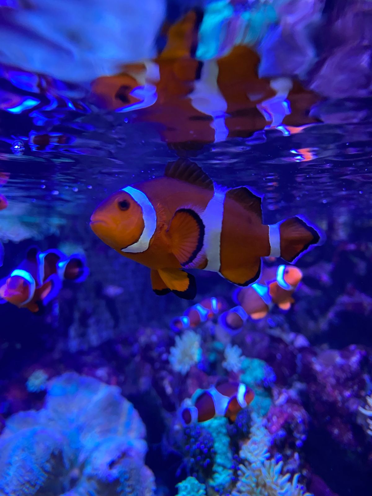 先日、TBS「バックステージ」という番組でたまたま見た、サンゴを育てて海に...