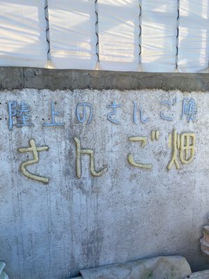 先日、TBS「バックステージ」という番組でたまたま見た、サンゴを育てて海に...