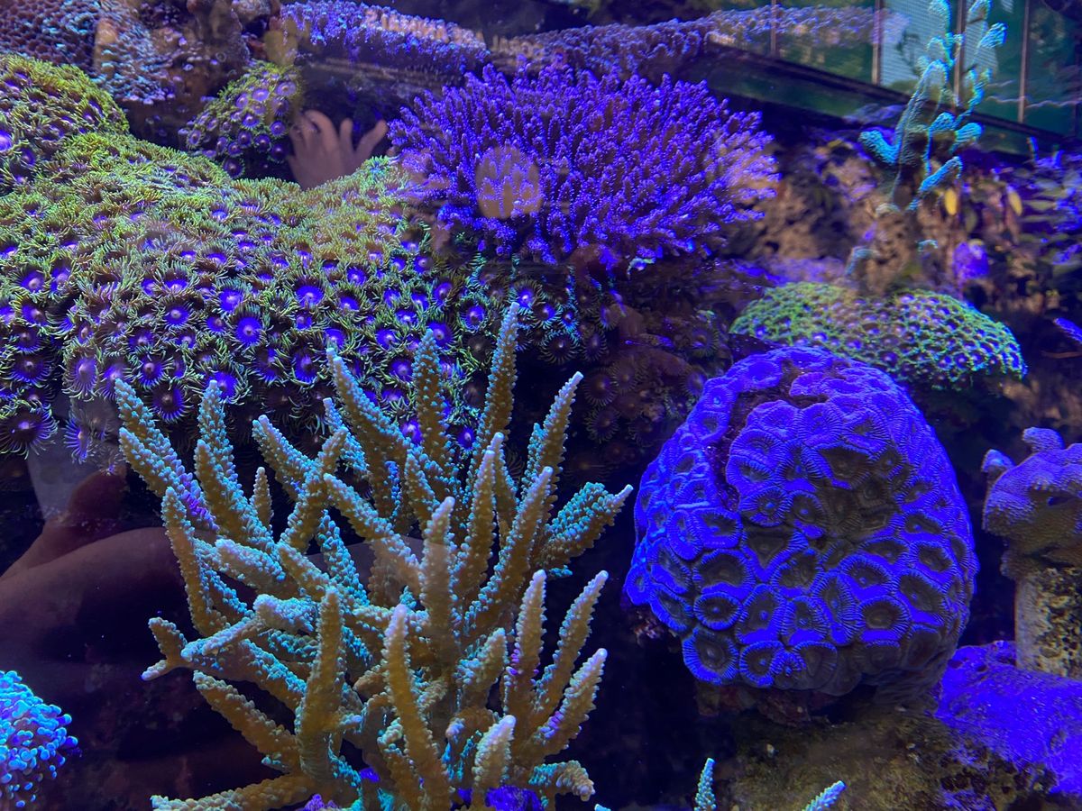 先日、TBS「バックステージ」という番組でたまたま見た、サンゴを育てて海に...