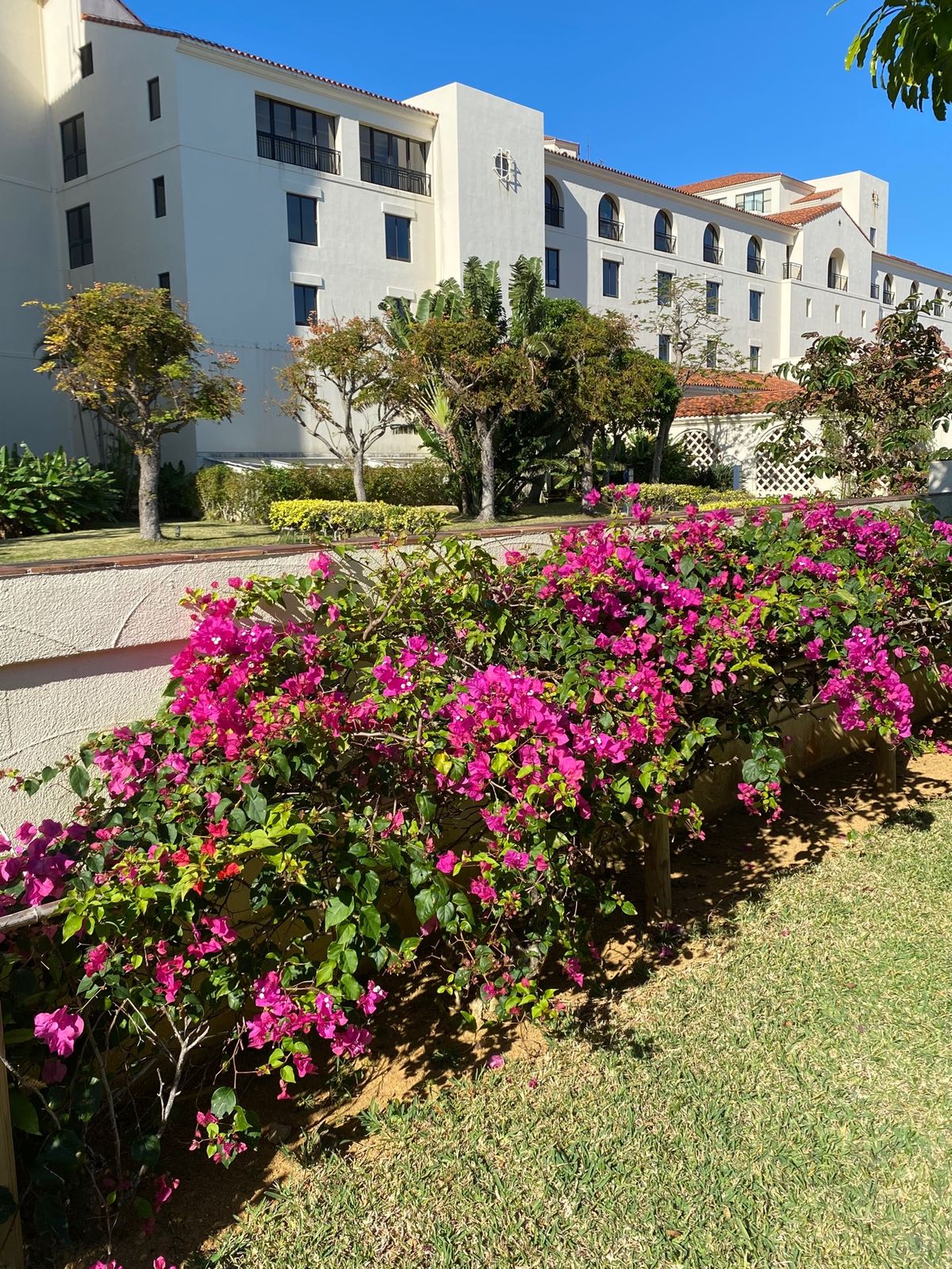 沖縄
●ホテル日航アリビラ
●アリビラのブーゲンビリア

今回は、ほんとど...