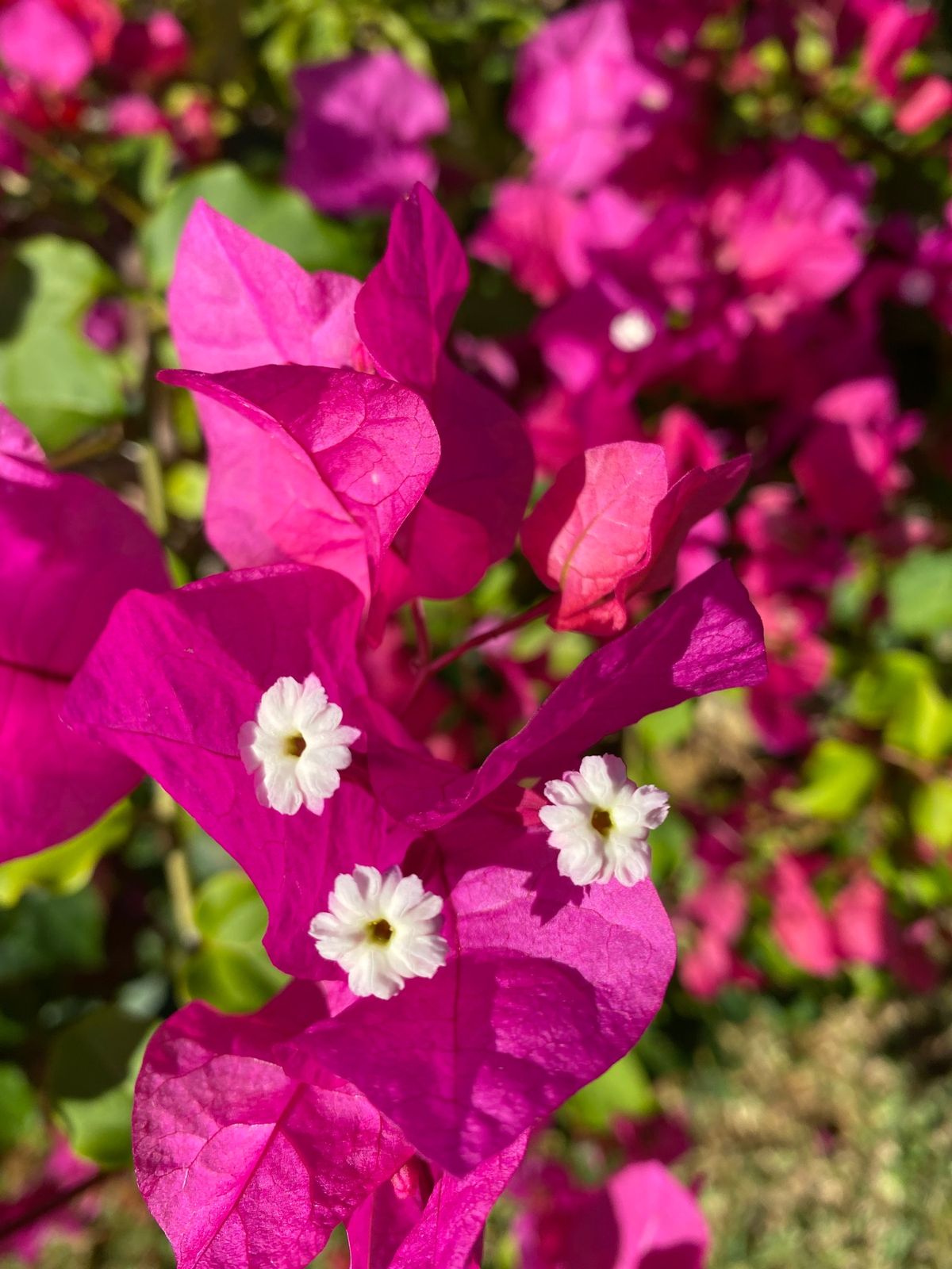 沖縄
●ホテル日航アリビラ
●アリビラのブーゲンビリア

今回は、ほんとど...