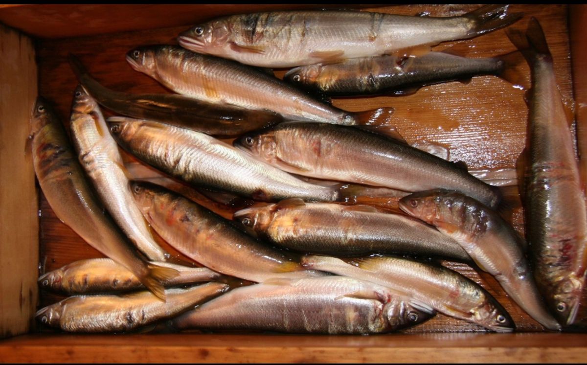 岐阜県長良川の鵜飼

真っ暗闇の中、篝火がオレンジ色に燃えて、幻想的な雰囲...