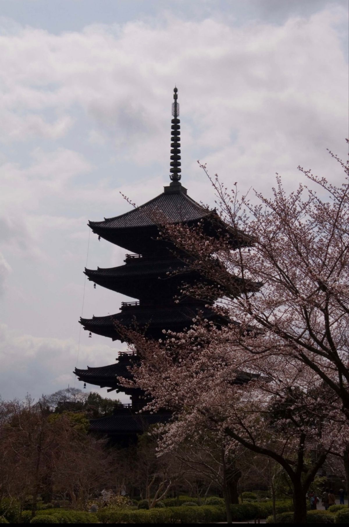 京都府
●清水寺のライトアップ（世界遺産）
●清水寺の三重塔の夜景（世界遺...