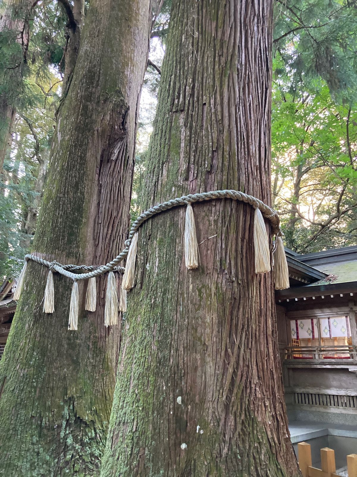 高千穂神社
夫婦杉