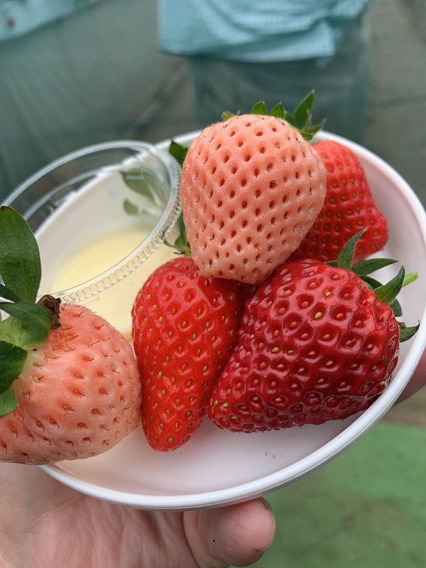 日本・千葉県「 いちご狩り」の写真