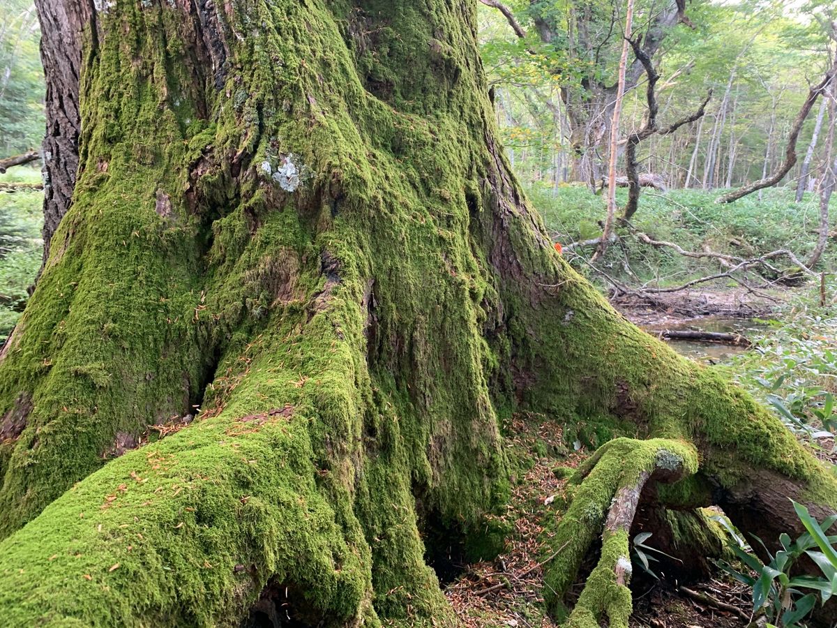 湯滝、ハイキングコースもあって最高✨