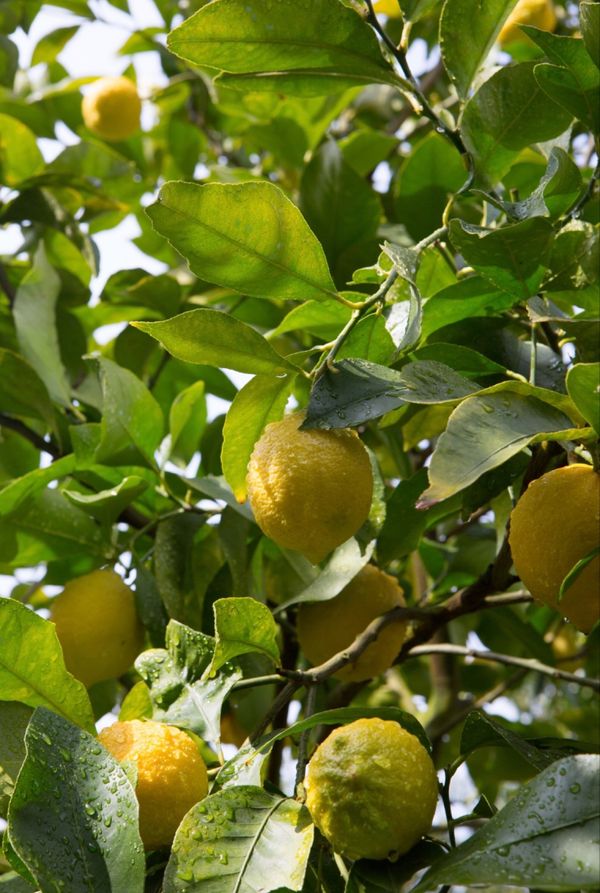 日本・広島県「出張のまま尾道へ」の写真：生口島
●瀬戸内レモンの木
●尾道から生...