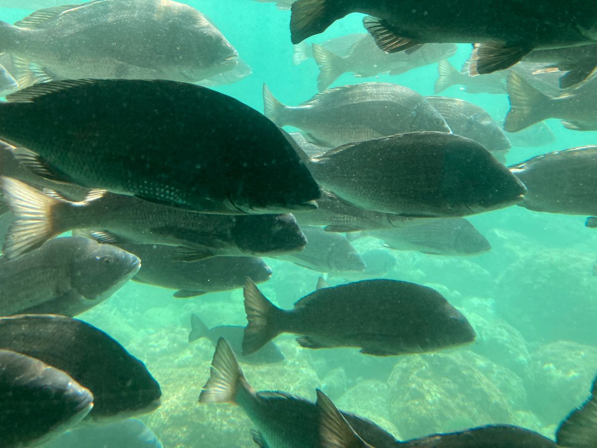 呼子
天候？の関係で七ツ釜遊覧船に乗れず😢、
代わりに魚見てきた！笑
河太...