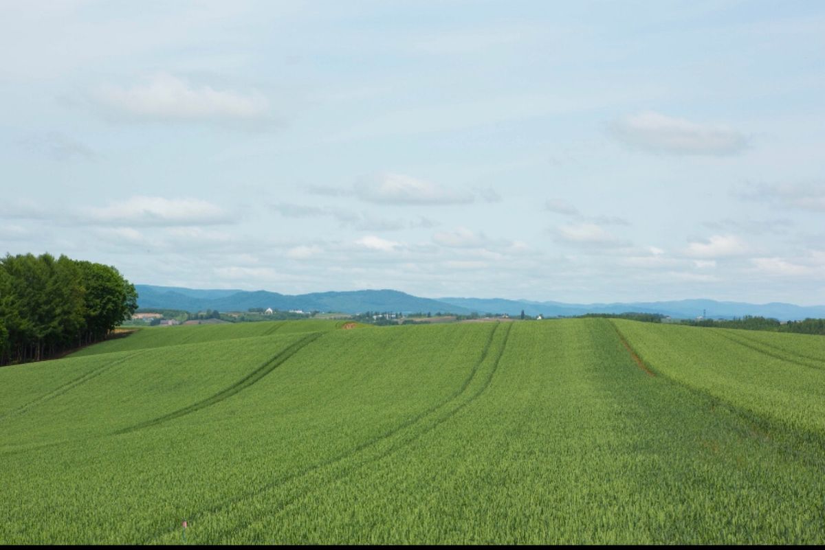 北海道
美瑛
●西北の丘の白樺
●青い池
●青い池
●小麦の絨毯

大好き...