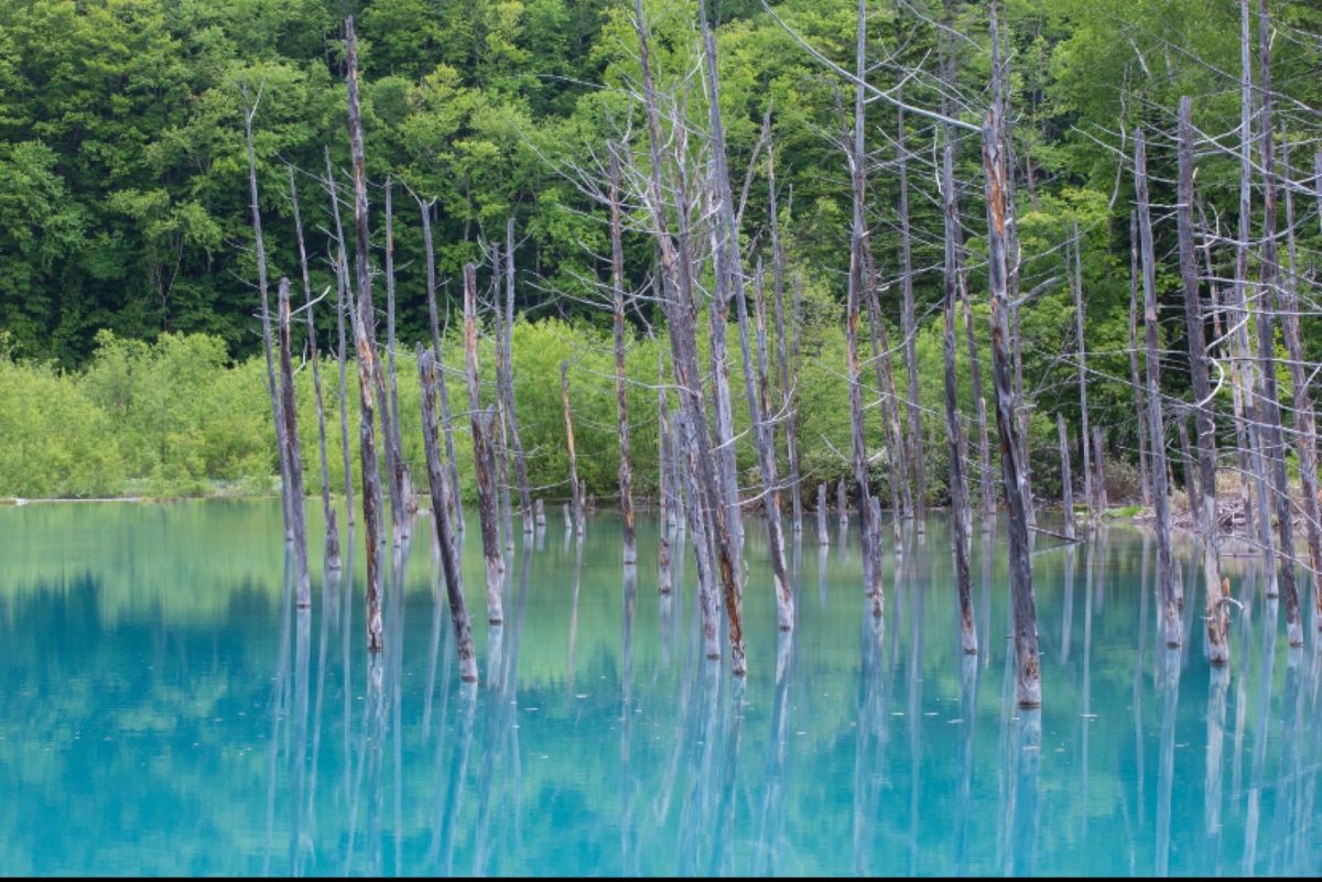 北海道
美瑛
●西北の丘の白樺
●青い池
●青い池
●小麦の絨毯

大好き...
