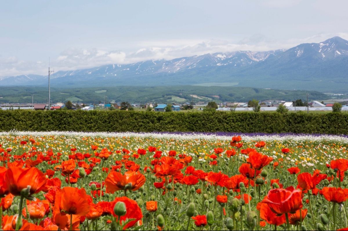 北海道
富良野
●富田ファームの花畑
●富田ファームのラベンダー畑
●花畑...