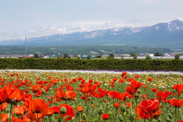 日本・北海道「憧れの美瑛・富良野へ」の写真：北海道
富良野
●富田ファームの花畑
●...
