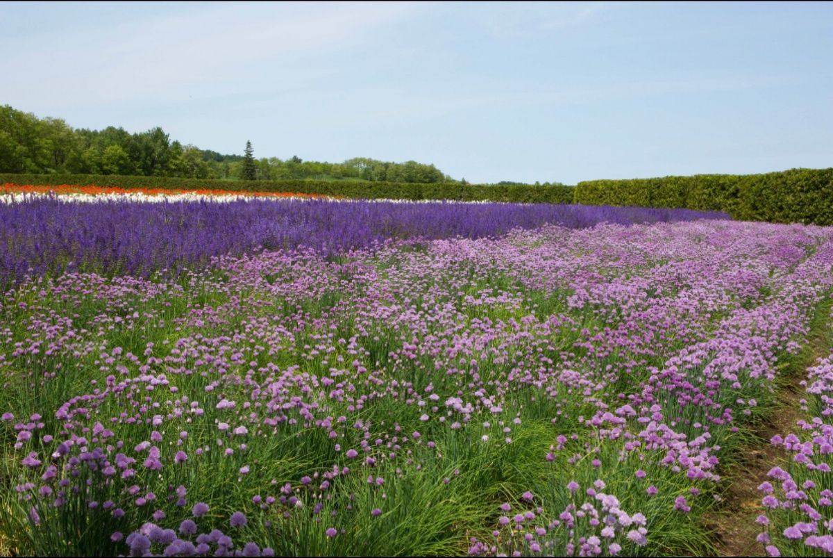 北海道
富良野
●富田ファームの花畑
●富田ファームのラベンダー畑
●花畑...
