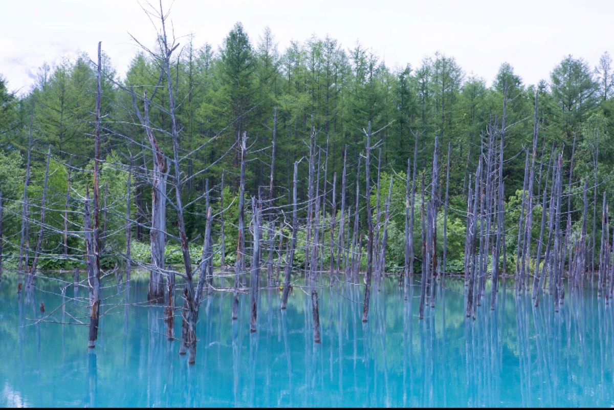 北海道
美瑛
●西北の丘の白樺
●青い池
●青い池
●小麦の絨毯

大好き...