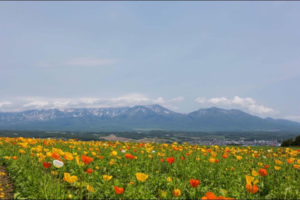 北海道
富良野
●富田ファームの花畑
●富田ファームのラベンダー畑
●花畑...