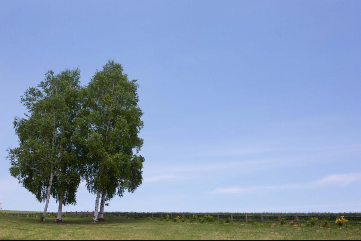 北海道
美瑛
●西北の丘の白樺
●青い池
●青い池
●小麦の絨毯

大好き...