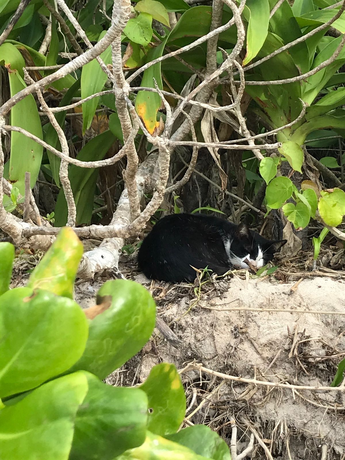 ビーチにいるニャンコたち。
カリカリをあげたら集まって来てしまって、周囲に...