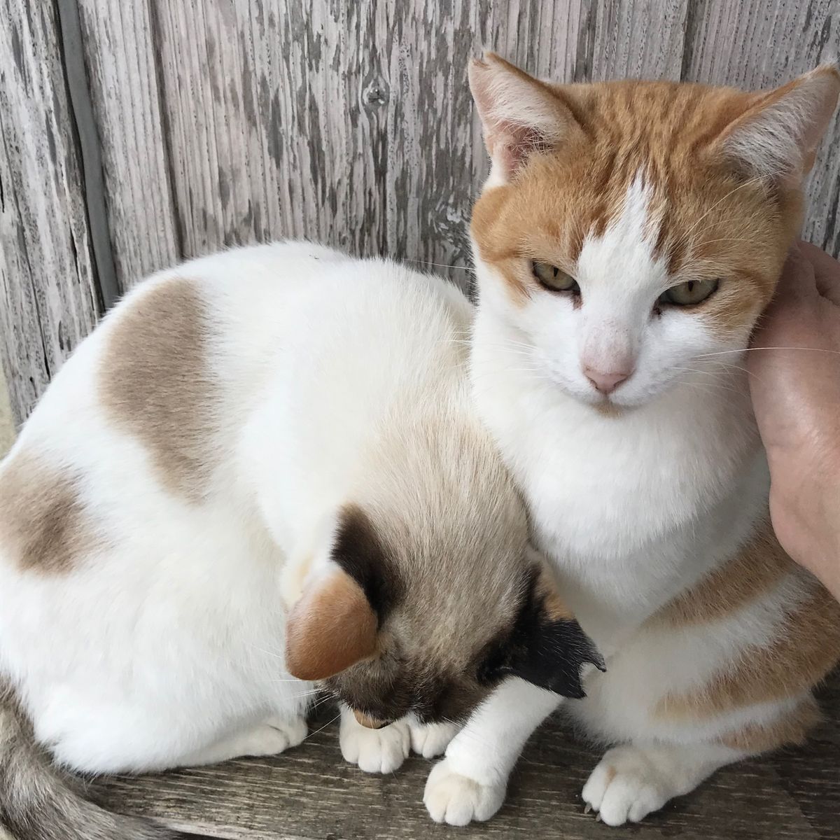 ビーチにいるニャンコたち。
カリカリをあげたら集まって来てしまって、周囲に...